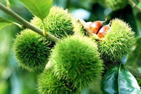 板栗病蟲害防治技術(shù) 栗干枯病怎么防治