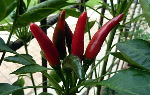 小尖椒價格多少錢一斤 小尖椒的食用價值