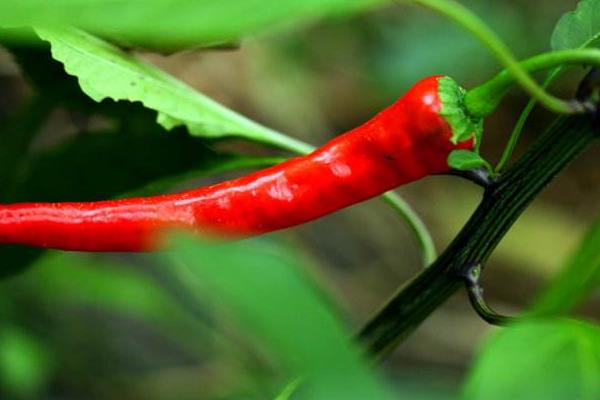 小尖椒價格多少錢一斤 小尖椒的食用價值