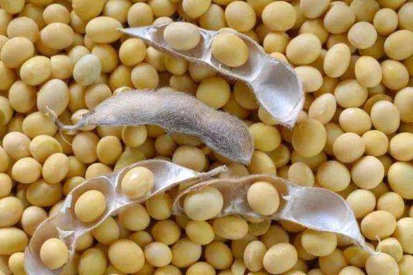 夢見大豆什么意思 女人夢到吃大豆有什么預(yù)兆