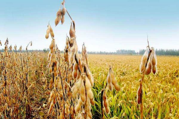 夢見大豆什么意思 女人夢到吃大豆有什么預(yù)兆