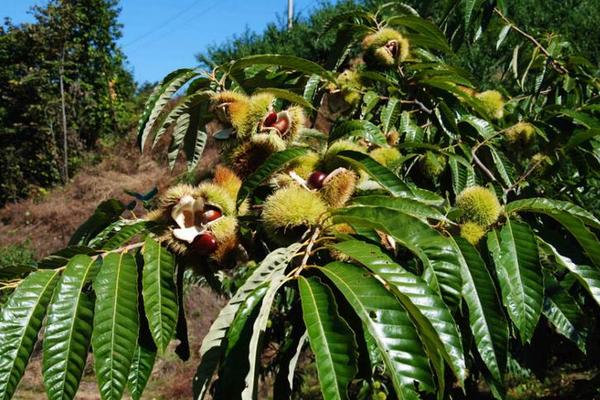 板栗是長在哪里的 板栗的產(chǎn)地在哪里