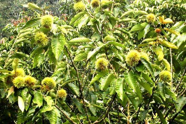 板栗是長在哪里的 板栗的產地在哪里