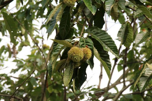 板栗是長在哪里的 板栗的產地在哪里