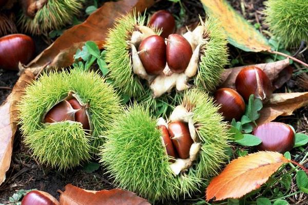 板栗是長在哪里的 板栗的產地在哪里