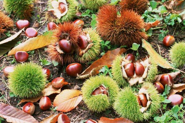 板栗是長在哪里的 板栗的產地在哪里