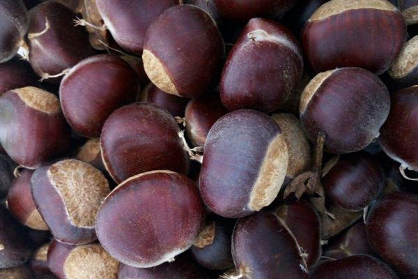 板栗是長在哪里的 板栗的產地在哪里