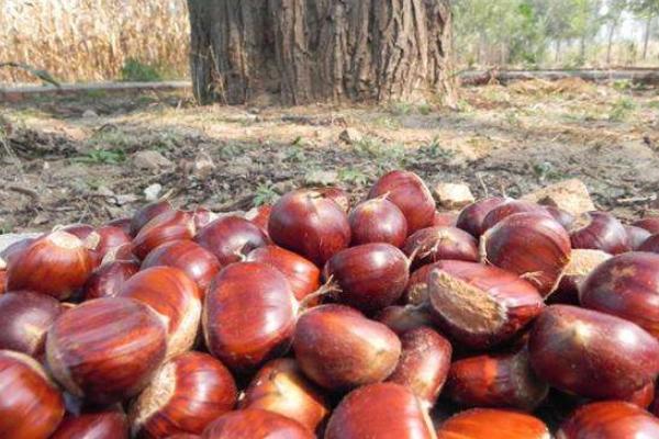 板栗是長在哪里的 板栗的產地在哪里