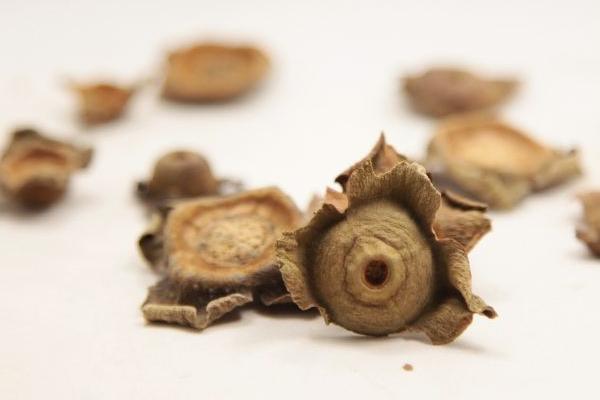 柿子蒂的功效與作用及禁忌 柿子蒂的吃法