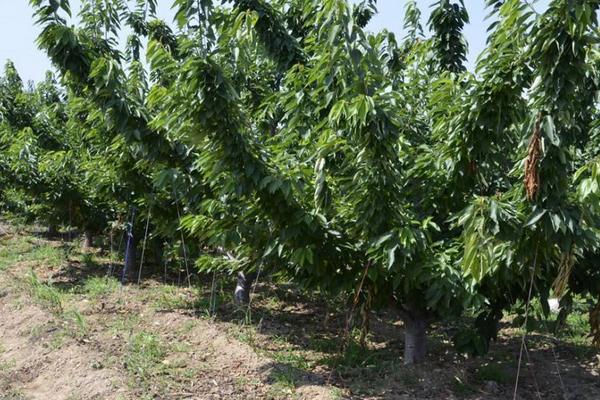 櫻桃樹多少錢一棵 櫻桃樹結果少的原因