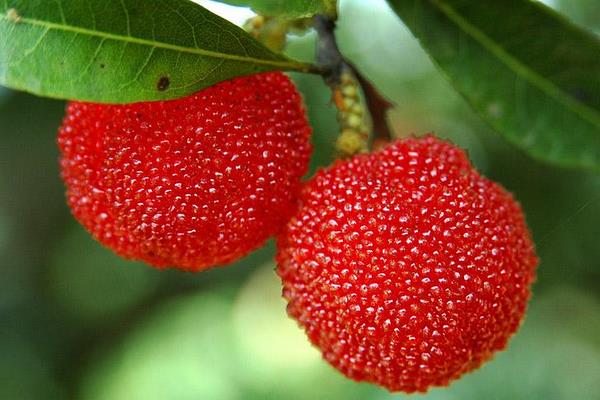 哪里的楊梅最好吃 楊梅什么時候下市