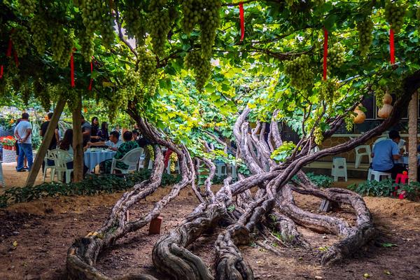 葡萄樹怎么種 葡萄樹用什么肥料好