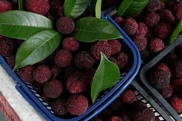 哪里的楊梅最好吃 楊梅什么時候下市