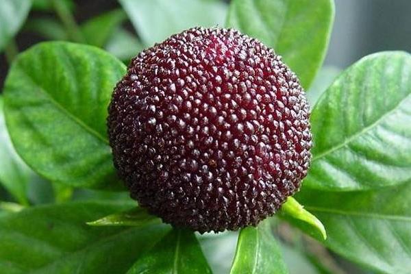 哪里的楊梅最好吃 楊梅什么時候下市