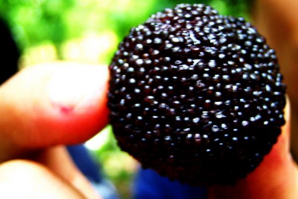 哪里的楊梅最好吃 楊梅什么時候下市