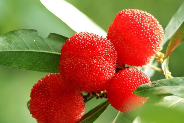 哪里的楊梅最好吃 楊梅什么時候下市