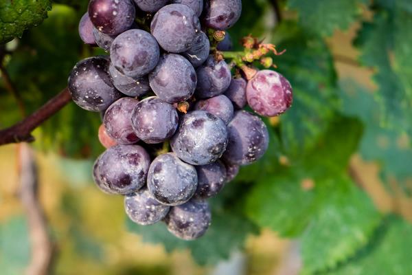 葡萄用鹽水泡多久 葡萄一天吃多少合適