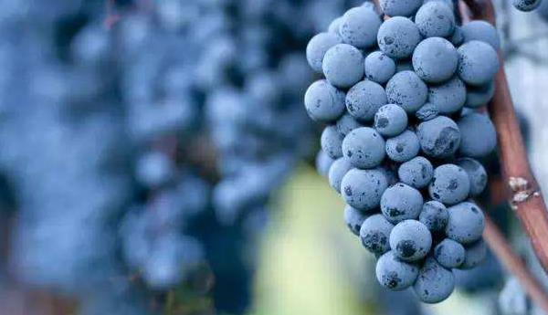 葡萄汁弄到衣服怎么洗干凈 葡萄汁老痕跡怎么去除