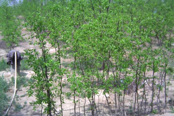 棗樹苗什么時(shí)候種 早樹怎么種植