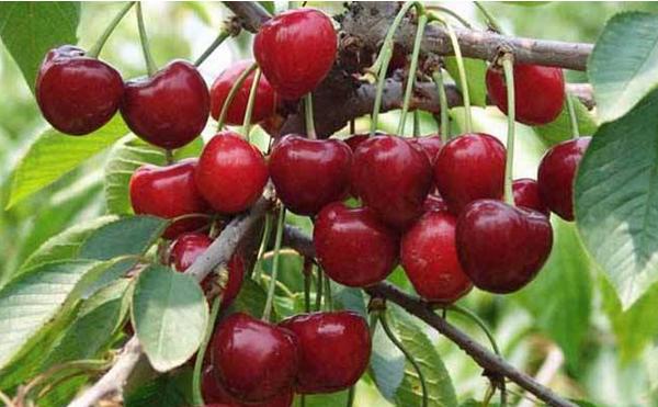 車厘子樹苗市場價格多少錢一棵 車厘子樹苗怎么種植