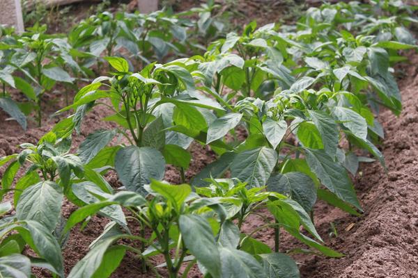 辣椒葉的功效與作用及禁忌 辣椒葉的食用方法有哪些