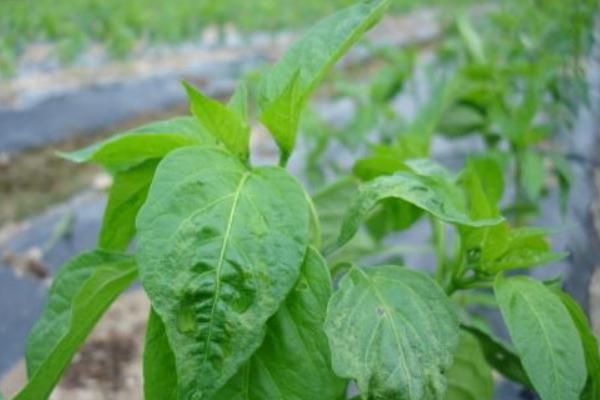 辣椒葉的功效與作用及禁忌 辣椒葉的食用方法有哪些