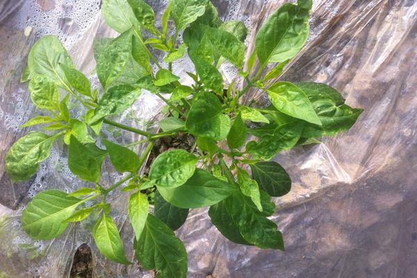 辣椒葉的功效與作用及禁忌 辣椒葉的食用方法有哪些