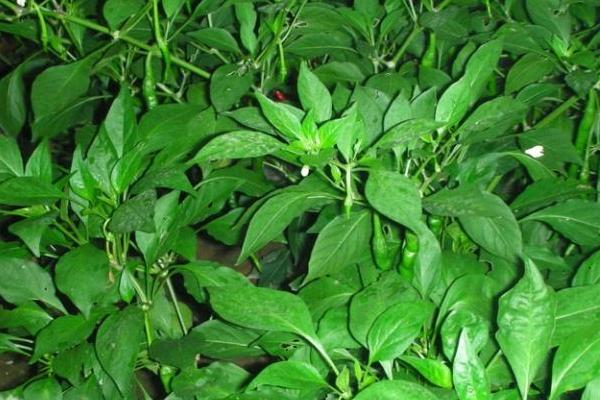 辣椒葉的功效與作用及禁忌 辣椒葉的食用方法有哪些