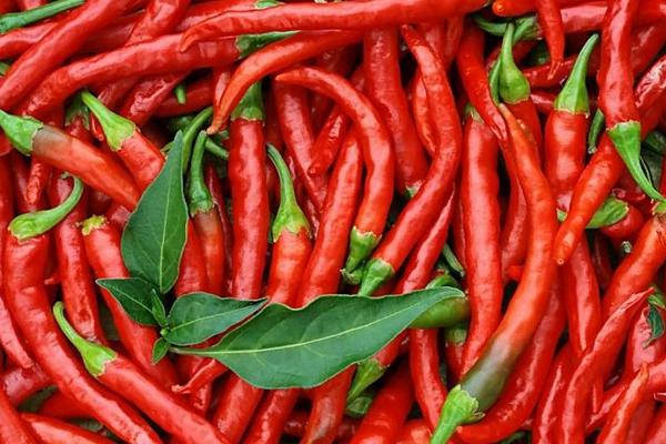 辣椒炒牛肉的做法大全 青椒炒牛肉的食用價值