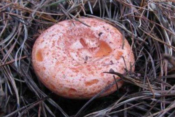 松樹菌能燉湯嗎 松樹菌怎么做好吃又簡單