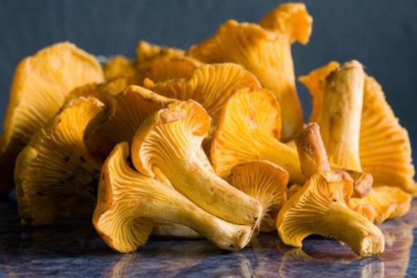 野生黃絲菌市場價(jià)格多少錢一斤 黃絲菌可以人工種植嗎