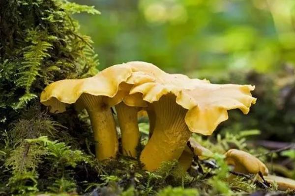 野生黃絲菌市場價(jià)格多少錢一斤 黃絲菌可以人工種植嗎