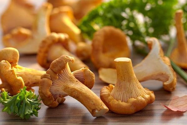 野生黃絲菌市場價(jià)格多少錢一斤 黃絲菌可以人工種植嗎