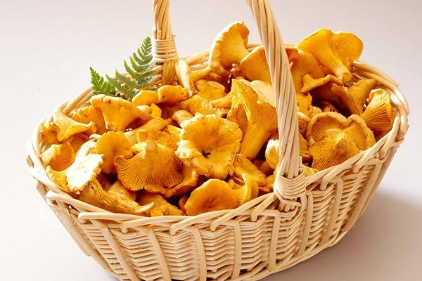 野生黃絲菌市場價(jià)格多少錢一斤 黃絲菌可以人工種植嗎