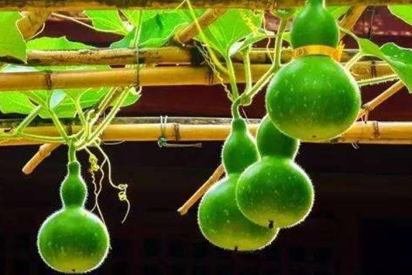 甜葫蘆圖片大全 甜葫蘆種植技術