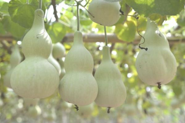 巨型葫蘆有多大 巨型葫蘆種子怎么種