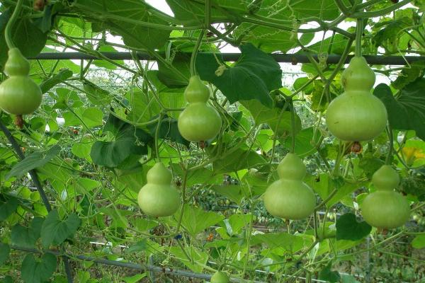 巨型葫蘆有多大 巨型葫蘆種子怎么種