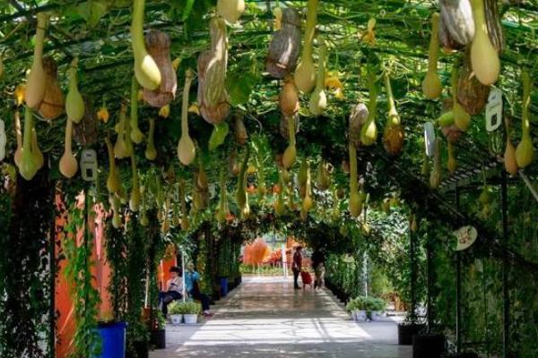 巨型葫蘆有多大 巨型葫蘆種子怎么種