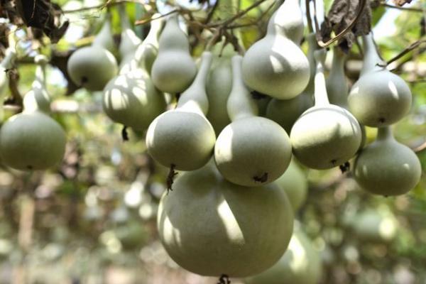 巨型葫蘆有多大 巨型葫蘆種子怎么種