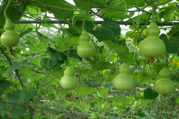 巨型葫蘆怎么種 巨型葫蘆種植技術