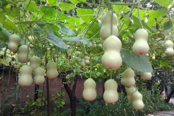 巨型葫蘆怎么種 巨型葫蘆種植技術