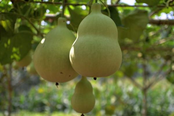 巨型葫蘆怎么種 巨型葫蘆種植技術