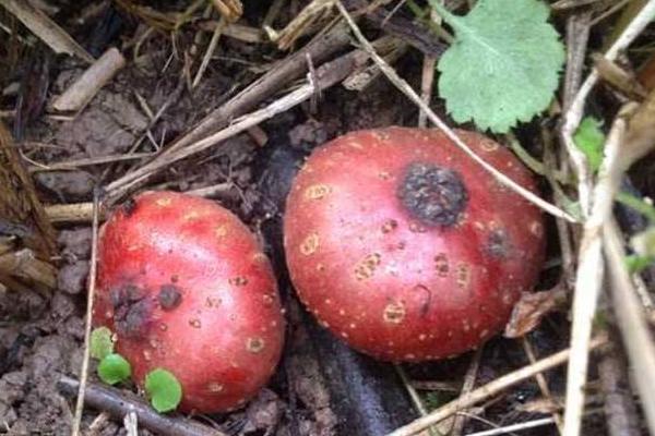 地枇杷市場價格多少錢一斤 地枇杷是什么