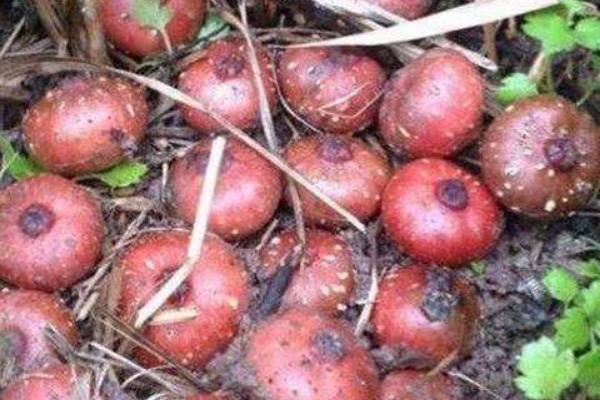 地枇杷和枇杷的區(qū)別是什么 地枇杷營養(yǎng)價值