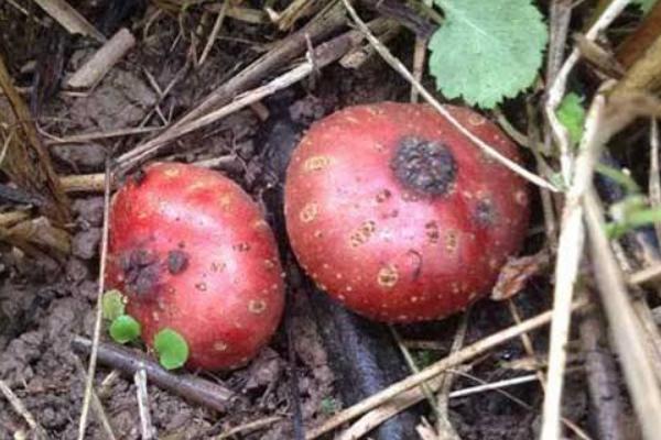 地枇杷功效與作用及禁忌 地枇杷營養(yǎng)價(jià)值