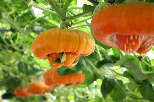 玩具南瓜怎么種 玩具南瓜種植技術