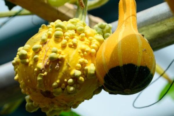 玩具南瓜怎么種 玩具南瓜種植技術