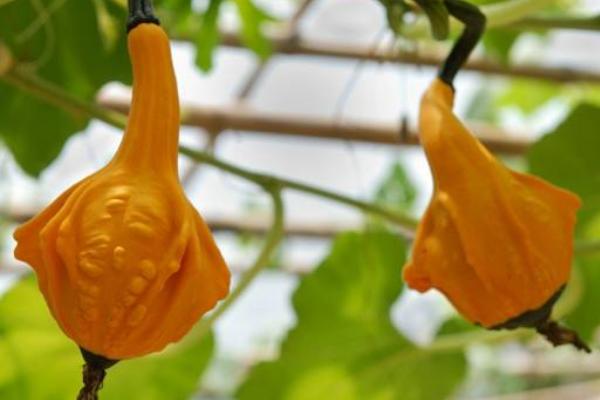 玩具南瓜怎么種 玩具南瓜種植技術