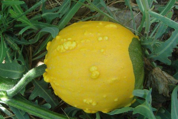 玩具南瓜怎么種 玩具南瓜種植技術