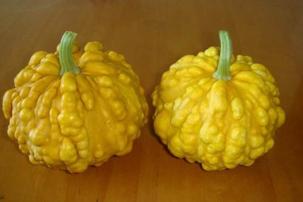 玩具南瓜怎么種 玩具南瓜種植技術